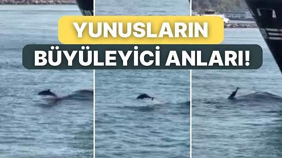 Konteyner Gemisine Önderlik Ederek Yüzen Yunuslar İstanbul Boğazı’nda Etkileyici Anlar Yarattı