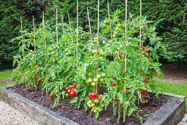 15. Bedava domates elde etmek için domatesin içerisinden çıkan minik tohumları toprağa ekmeyi deneyin.