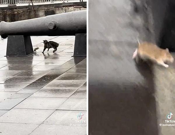 Bir kedi, bir karga bir martı ve bir farenin sürpriz sonlu mücadelesi sosyal medyada beğeni topladı.