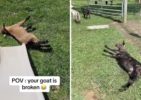 Sosyal medyada bu keçilerin, korktuklarında verdikleri bu tepkinin yaşandığı anlar paylaşıldı.