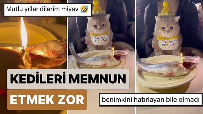 Kedileri Memnun Etmek Zor: Kendisine Hazırlanan Doğum Günü Partisine Pek de Sevinmeyen Kedinin Sevimli Tepkisi