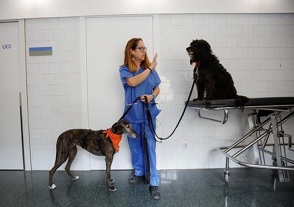 Yoğun bakım ünitelerindeki hastaların duygusal durumlarını iyileştirmek amacıyla Barselona'daki Hospital del Mar ve evcil hayvan terapisinde uzmanlaşmış Affinity Foundation tarafından bir deneme başlatıldı.