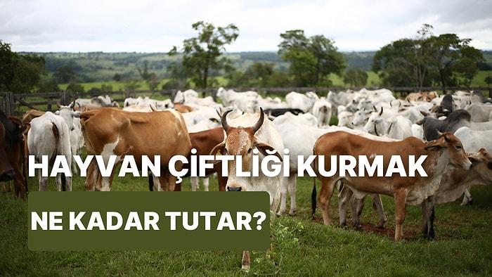 Çabuk Kurban Bayramı Gelmeden: İşi Bırakıp Anadolu’da Hayvancılık Yapmak Kaça Patlar?