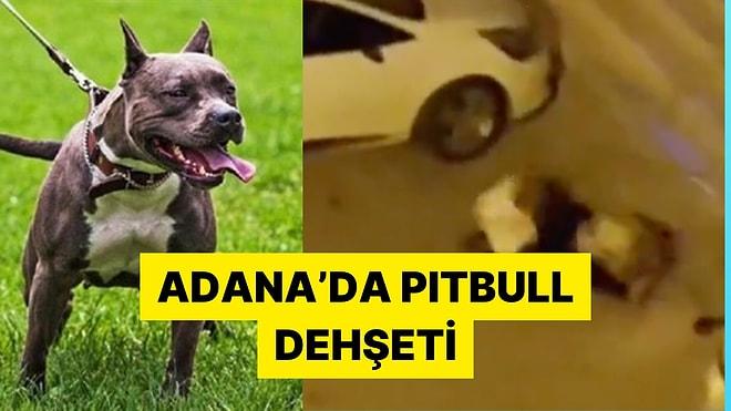 Adana'da Evden Kaçan Pitbull Cinsi Köpek Kendisini Besleyen Sahibine Saldırdı