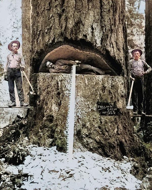 1. Douglas köknar ağacıyla fotoğraf çektiren oduncular. (Washington, 1899)