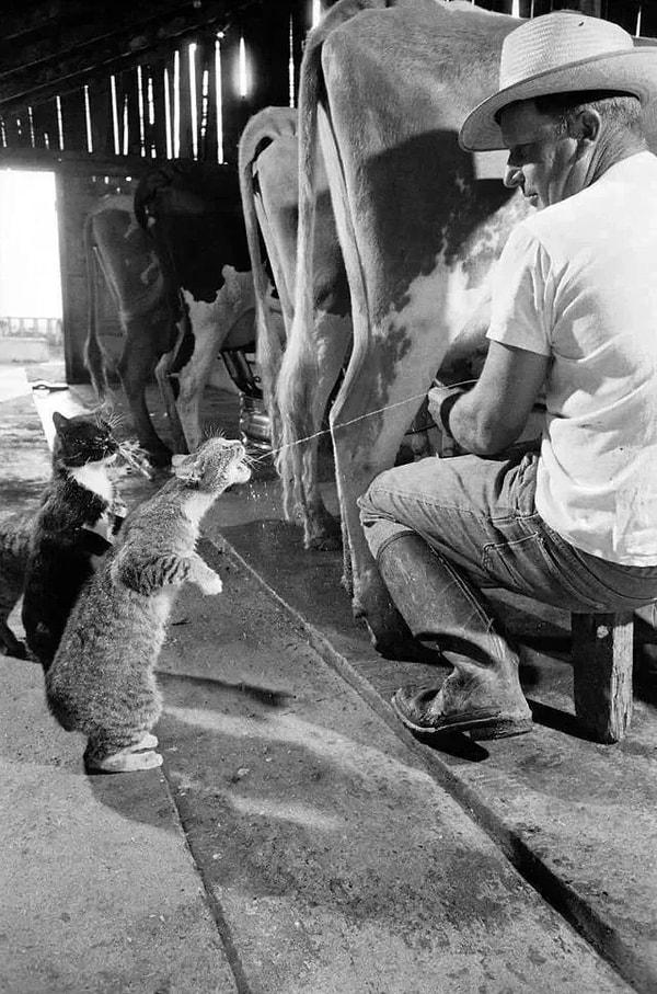 12. Doğrudan kaynağından süt içen kediler. (1954)