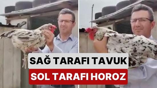 Başka Örneği Yok: Bursa'da Bir Vatandaşın Beslediği Yarısı Horoz Yarısı Tavuk Olan İlginç Hayvan