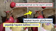 Yeni Doğan Buzağına 'Baby Shower' Yaptıran Halasını Paylaşarak Hepimizin İçini Isıtan Kullanıcı