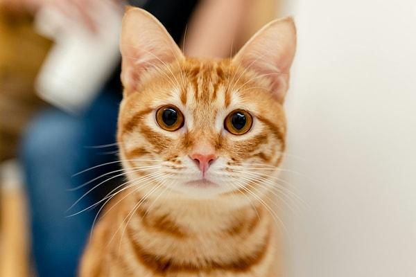 Turuncu kedi davranışı olarak bilinen garip kedi davranışları özellikle de internet ortamında çok yaygındır. Anlam verilemeyen kedi davranışları bunca zaman hep turuncu kedilere atfedilmiştir.
