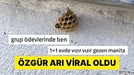 Kolonisini Reddedip Tek Başına Kovana Çıkan Arı Görüntüsü Viral Oldu
