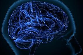 Studies Reveal That The Brain Shows Physical Growth Over Years
