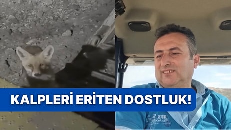 Dozer Operatörü Tilki ile Karşılaşınca İzleyenleri Pamuk Gibi Yapan Bir Sohbet Yaşandı