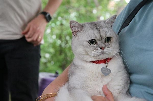 Dünya Veteriner Hekimler Günü sebebiyle Tokat'ta kedi güzellik yarışması düzenlendi.