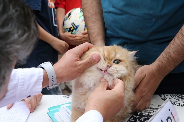 Kediler "süslü" ve "bakımlı" kategorilerinde kıyasıya rekabet içerisindeydi.