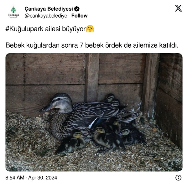 Müjdemizi isteriz! Bebek kuğuların ardından şimdi de bebek ördekler dünyaya geldi.