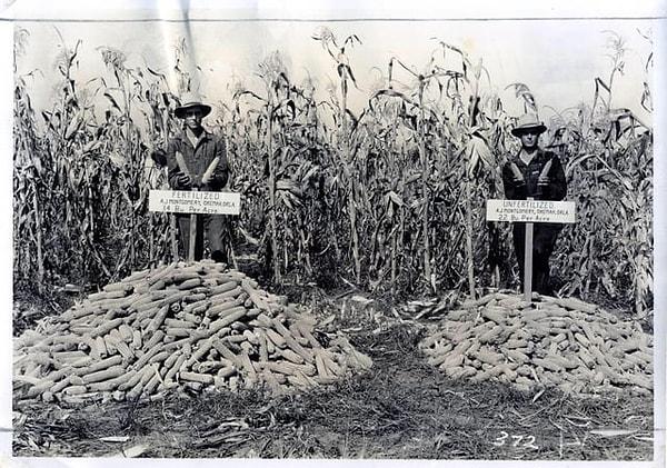 5. Oklahoma çiftçileri gübrelenmiş ve gübrelenmemiş mısır ekinlerini karşılaştırıyorken çekilmiş bir fotoğraf. (1932)