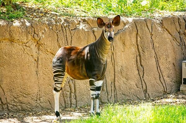 2. Okapi