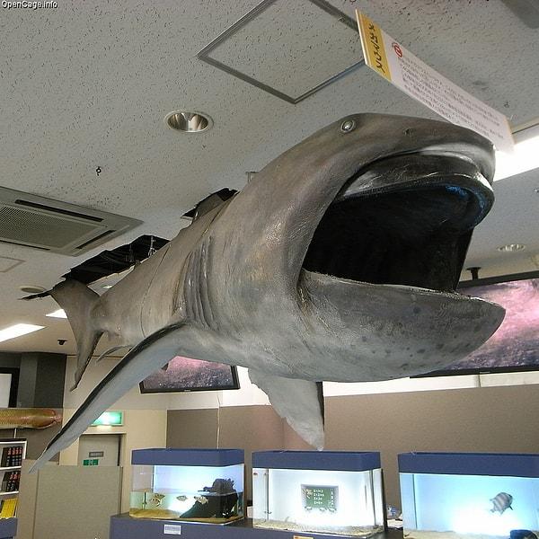 7. Megamouth Köpekbalığı