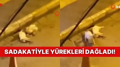 Araba Çarpınca Hayatını Kaybeden Dostunun Başında Çaresizce Bekleyen Kedi Yürekleri Dağladı