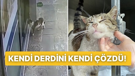 Kulağında Tümör Olan Sokak Kedisi Veteriner Kapısına Gidip Adeta Yardım İstedi