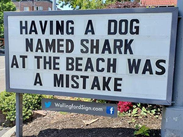 15. "Sahilde adı köpekbalığı olan köpeğimi gezdirmek bir hataydı..."