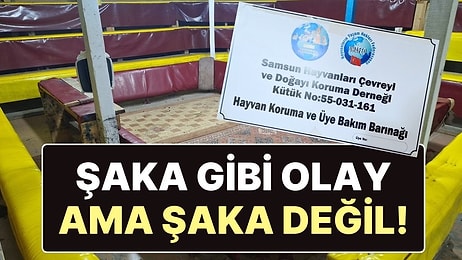 Hayvanları Koruma Derneği’nde Horoz Dövüştürdüler!