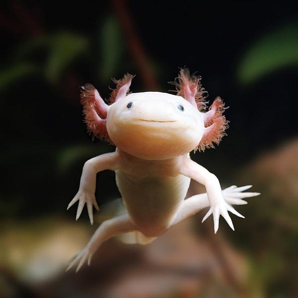 Axolotls possess extraordinary regenerative abilities, capable of regrowing lost limbs, parts of the spinal cord, and even portions of the brain.