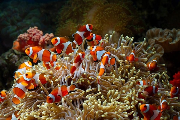 Clownfish social structures typically consist of a dominant female, a lead male, and subordinate males.