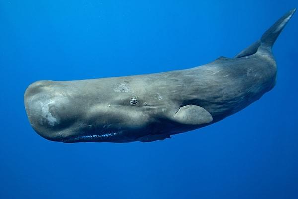 Sperm whales use echolocation, a biological sonar system, to navigate the dark depths of the ocean and locate their prey.