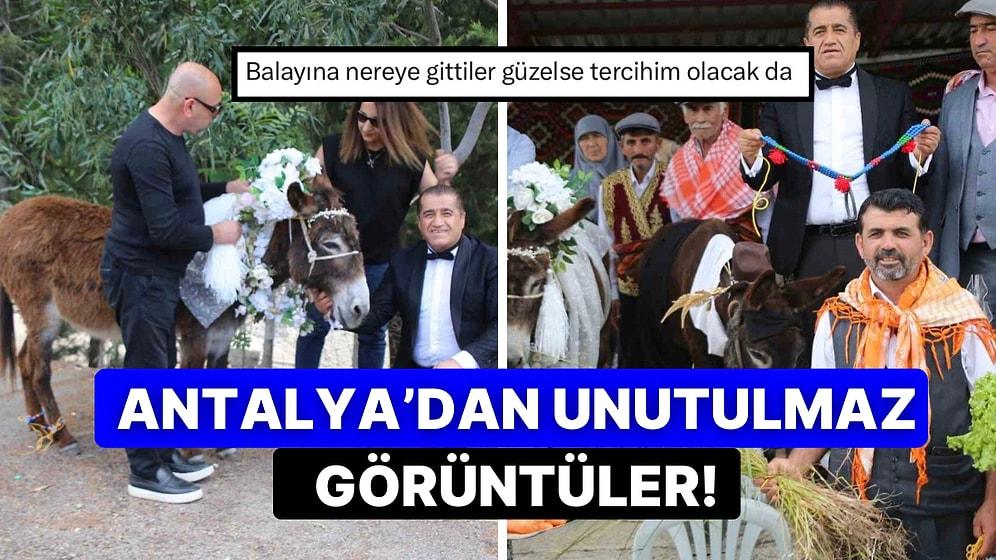 Antalya’da Nesli Tükenme Tehlikesi Olan Eşeklere Düğün Yaparak Dikkat Çekmek İstediler