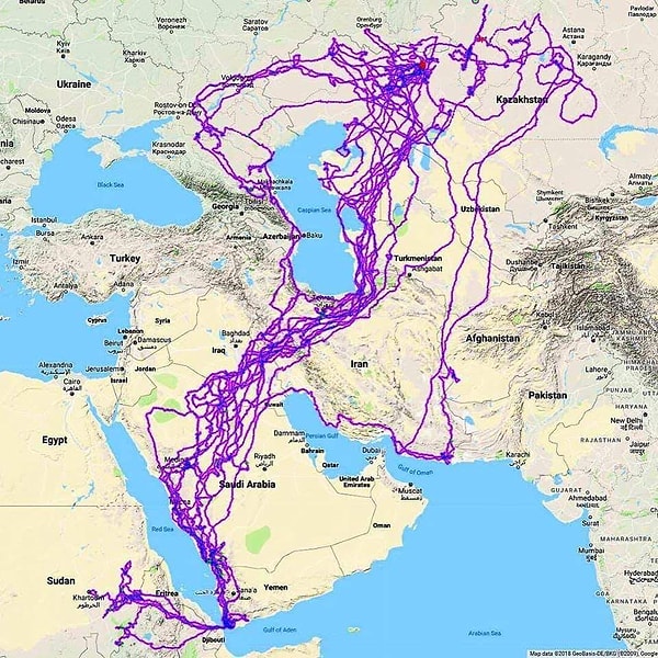 1. 20 yıl boyunca takip edilen bir kartalın rotası.