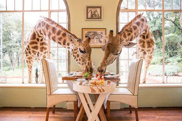 Kesinlikle Giraffe Manor!