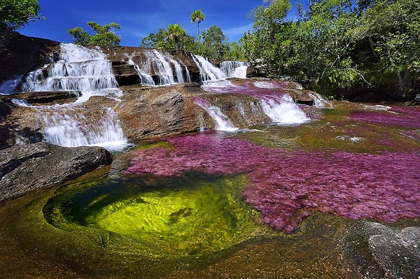 18. Cano Cristales Nehri - Kolombiya