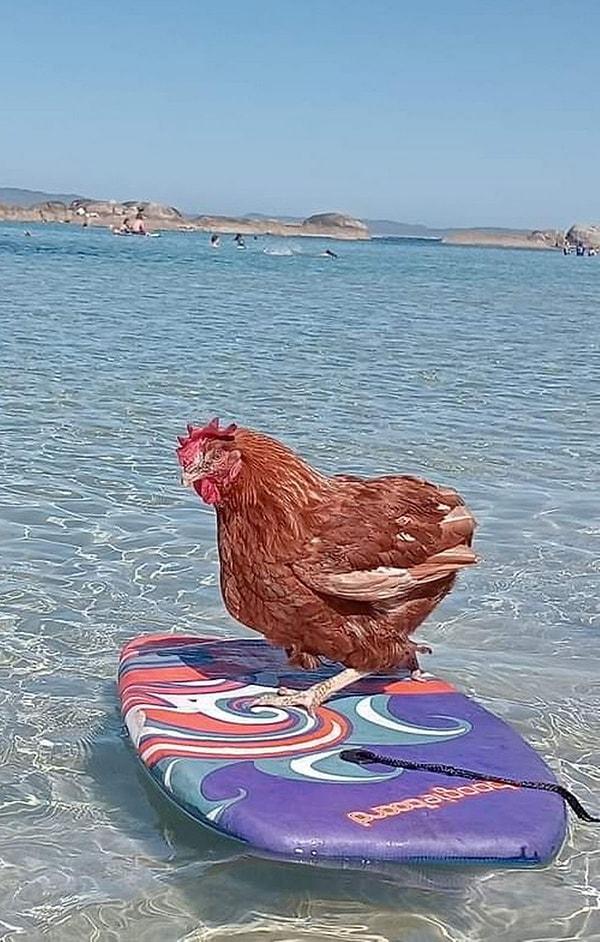 Wendy, insan dostları ile tatillere de gidiyor. Hatta sörf yapmayı bile denemişliği var!