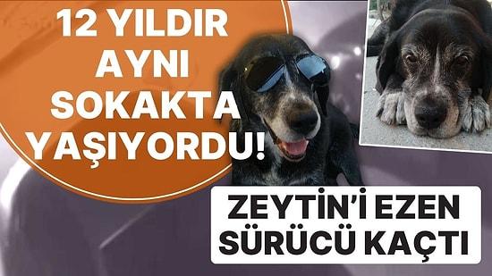 12 Yıldır Aynı Sokakta Yaşıyordu: Sokakta Yatan 'Zeytin' İsimli Köpeği Ezen Sürücü Kaçtı
