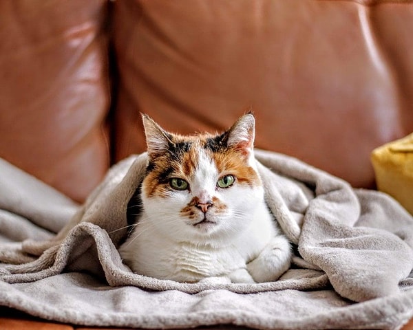 Kedi