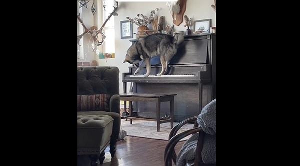 Bir köpek, patileriyle piyano çaldı ve aynı zamanda piyanoya sesiyle de eşlik etti.