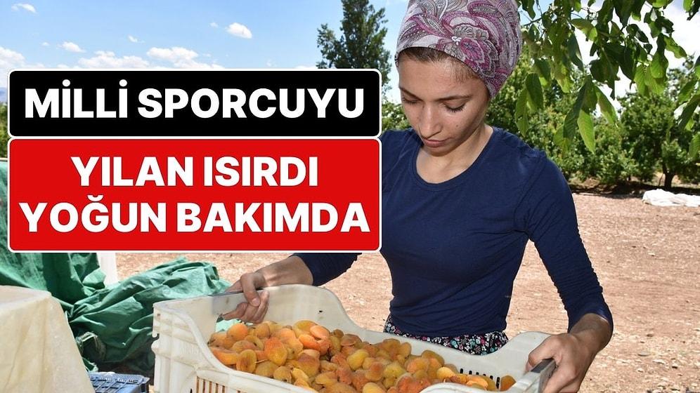 Fenerbahçeli Milli Boksör Rabia Topuz’u Yılan Isırdı, Yoğun Bakıma Alındı