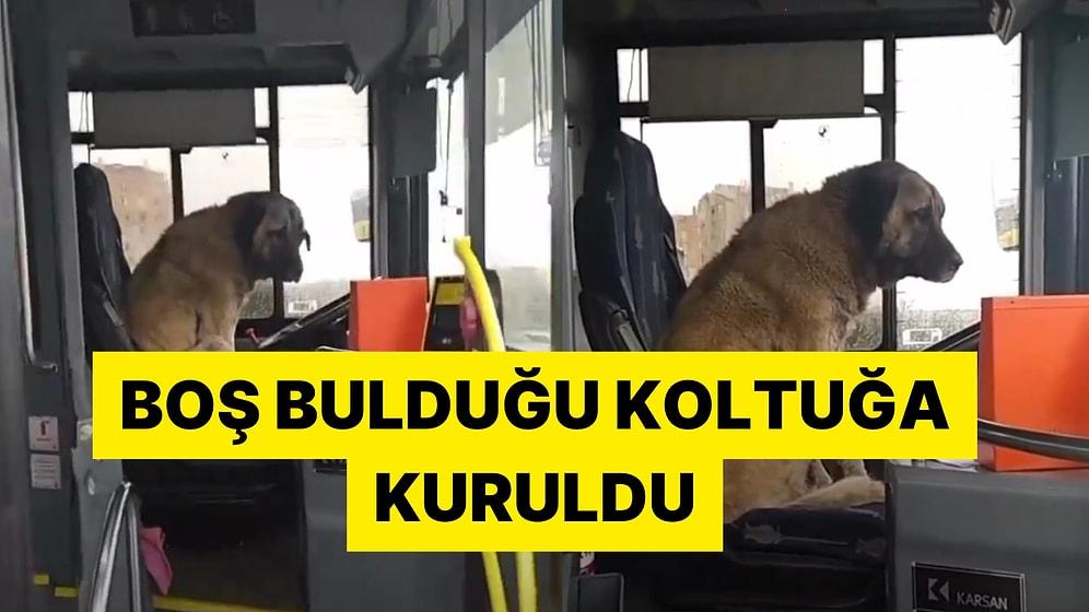 Boş Bulduğu Otobüsün Koltuğuna Oturan Derdo Köpek Viral Oldu