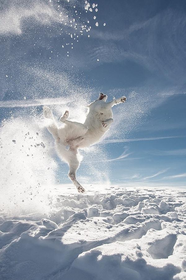 İsviçre'de bu köpek gerçek bir Kung-Fu dövüş ustası gibi karda gösteri yapıyor!