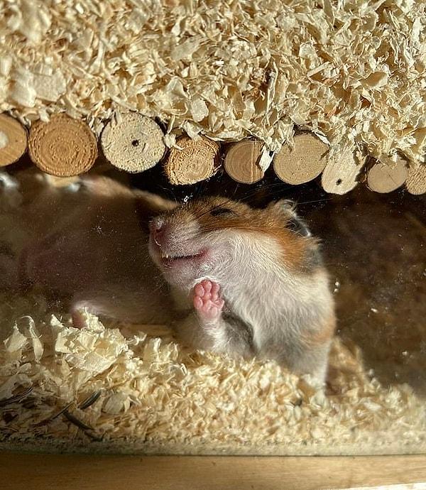 Hamster da olsan, televizyon karşısında uyumak her zaman daha tatlı!