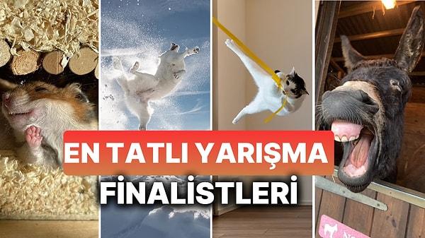 Komik Evcil Hayvan Fotoğraf Yarışmasının: Enleri Bir Arada!