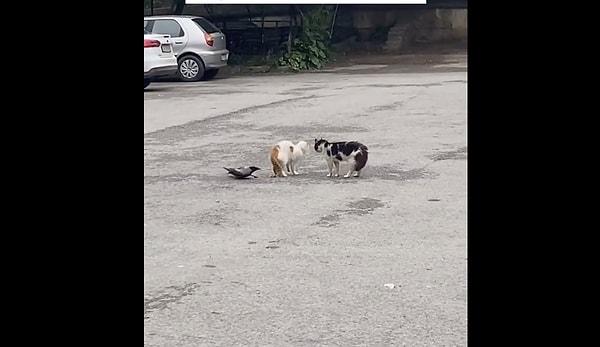 Bir sokakta iki kedi kavga ederken, bir karga ortalığı karıştırmaya çalıştı. O sırada bir köpek de olaya dahil oldu ve kavgayı kısa sürede sonlandırdı.