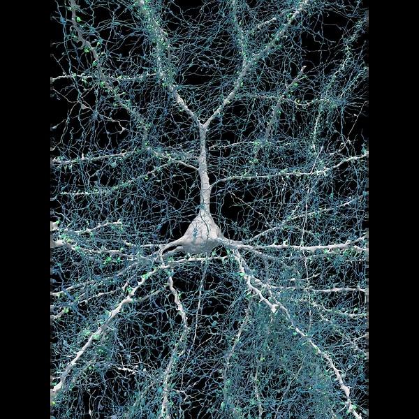 Beynin iç yapısını gözler önüne seren bu harita, nörolojik hastalıkların tedavisi için umut olabilir!