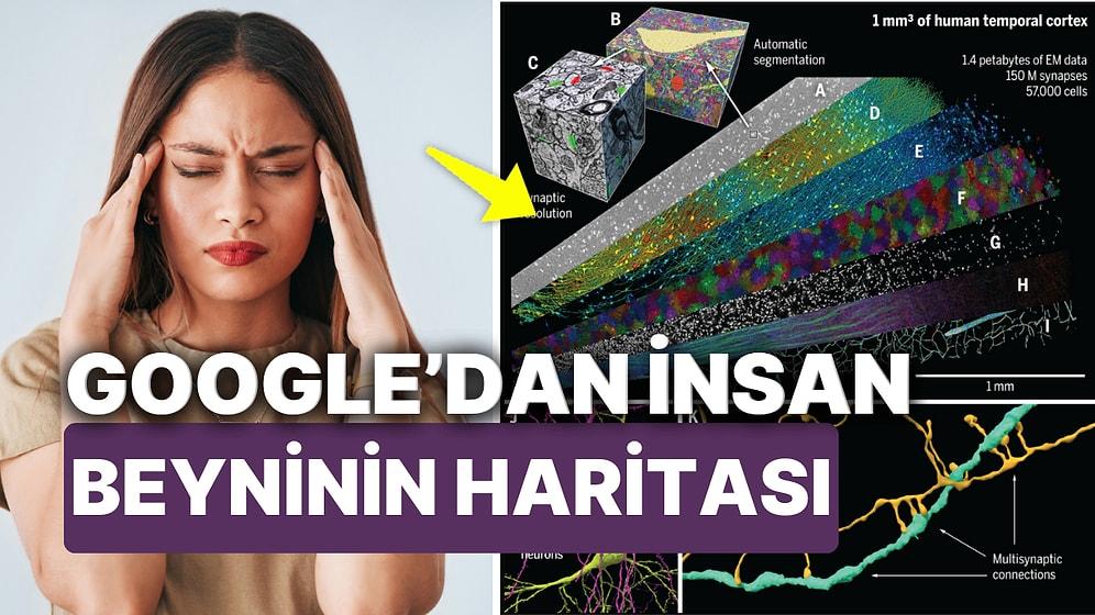 Google ve Harvard Üniversitesi İnsan Beyninin Şimdiye Kadarki En Ayrıntılı Haritasını Çıkardı!