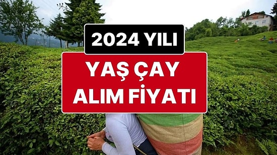 Tarım ve Orman Bakanlığı’ndan Yaş Çay Açıklaması: 2024 Yaş Çay Alım Fiyatı Belli Oldu