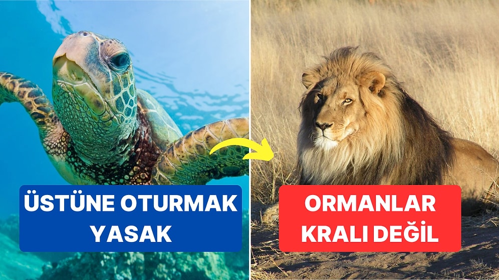 Ortamlarda Havanıza Hava Katacak Enterasan Bilgileri Duymaya Hazır mısınız?