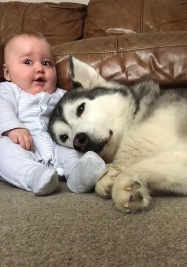 Tatlı bebek henüz dünyaya yeni geldiğinde ailesinden sonra ilk olarak Husky dostunun sevgisiyle tanışmıştı.