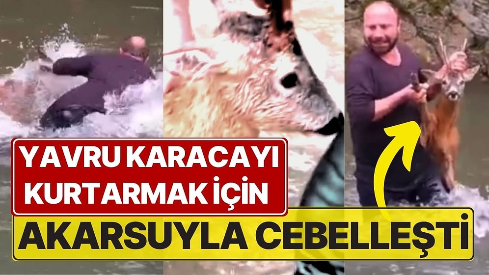 Yavru Karacayı Kurtarmak İçin Akarsuyla Cebelleşti: Kurtarma Operasyonu Kameralara Yansıdı