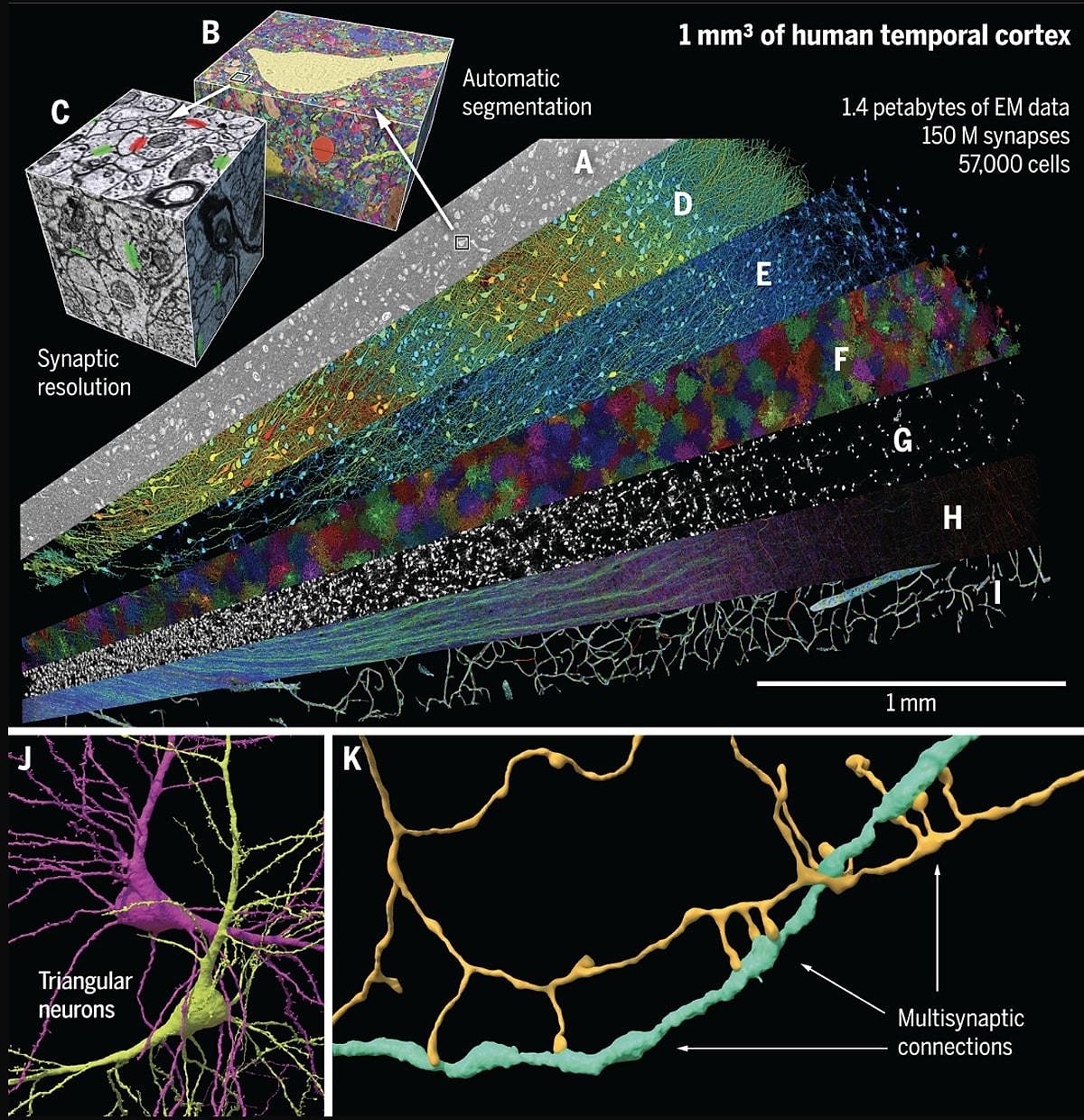 Google And Harvard Unveil Most Detailed Map Of The Human Brain Yet Onedio Google And Harvard Unveil Most Detailed Map Of The Human Brain Yet Onedio